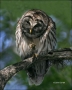 Barred-Owl;Owl;one-animal;color-image;nobody;photography;day;outdoors-Wildlife;b